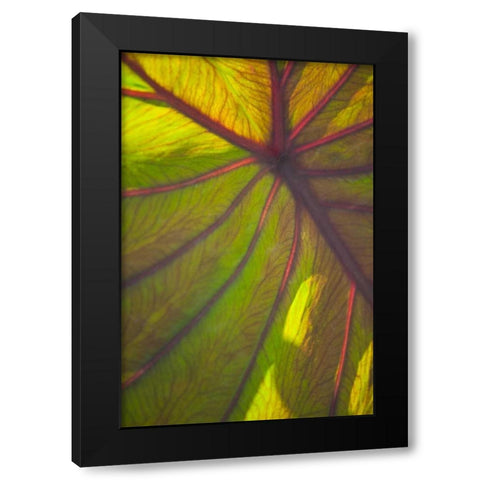 Sun in the Leaves II Black Modern Wood Framed Art Print with Double Matting by Millet, Karyn