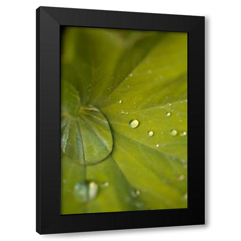 Tropical Leaves I Black Modern Wood Framed Art Print with Double Matting by Millet, Karyn