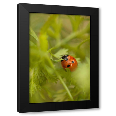 Lady Bug I Black Modern Wood Framed Art Print by Millet, Karyn