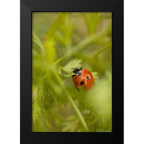 Lady Bug I Black Modern Wood Framed Art Print by Millet, Karyn