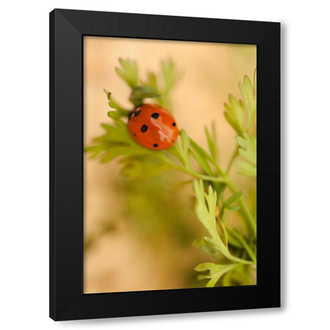 Lady Bug II Black Modern Wood Framed Art Print with Double Matting by Millet, Karyn