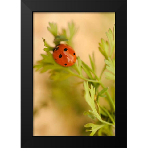 Lady Bug II Black Modern Wood Framed Art Print by Millet, Karyn