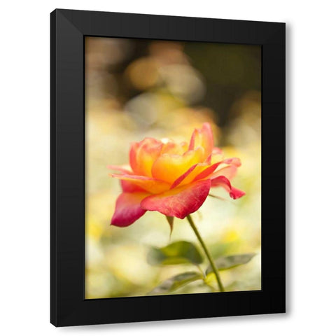 Serene Rose I Black Modern Wood Framed Art Print with Double Matting by Millet, Karyn