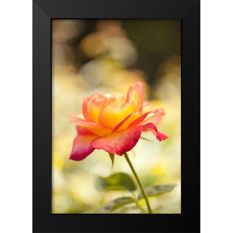 Serene Rose I Black Modern Wood Framed Art Print by Millet, Karyn