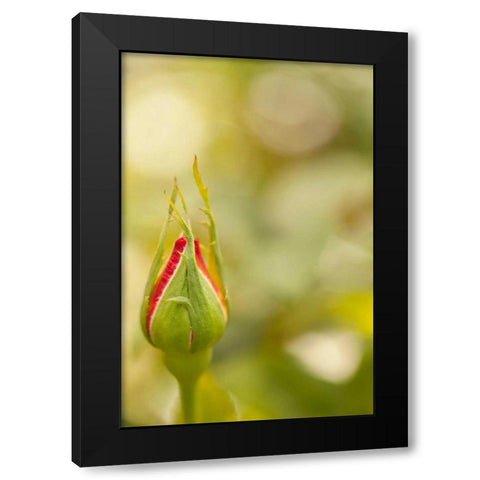 Serene Rose II Black Modern Wood Framed Art Print by Millet, Karyn