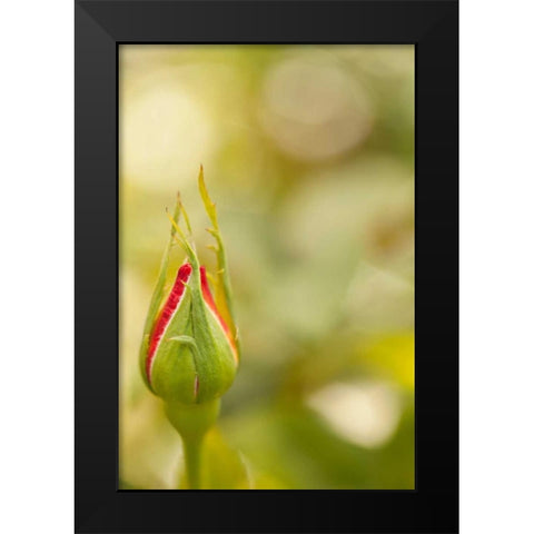 Serene Rose II Black Modern Wood Framed Art Print by Millet, Karyn