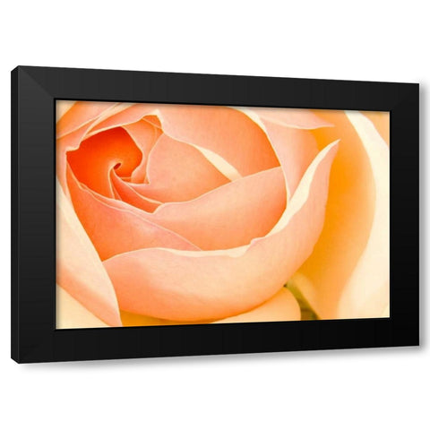In Full Bloom I Black Modern Wood Framed Art Print with Double Matting by Millet, Karyn