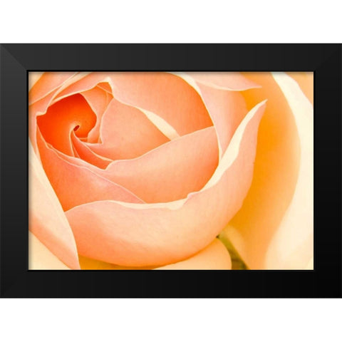 In Full Bloom I Black Modern Wood Framed Art Print by Millet, Karyn