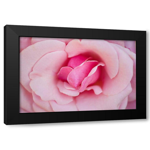 In Full Bloom II Black Modern Wood Framed Art Print by Millet, Karyn