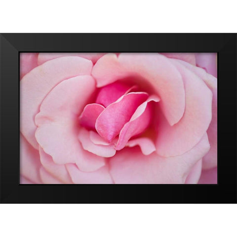 In Full Bloom II Black Modern Wood Framed Art Print by Millet, Karyn