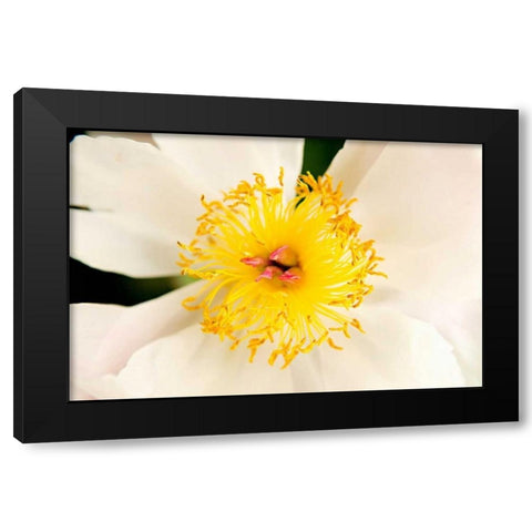 In Full Bloom IV Black Modern Wood Framed Art Print with Double Matting by Millet, Karyn