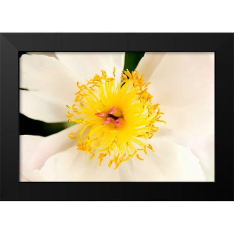 In Full Bloom IV Black Modern Wood Framed Art Print by Millet, Karyn