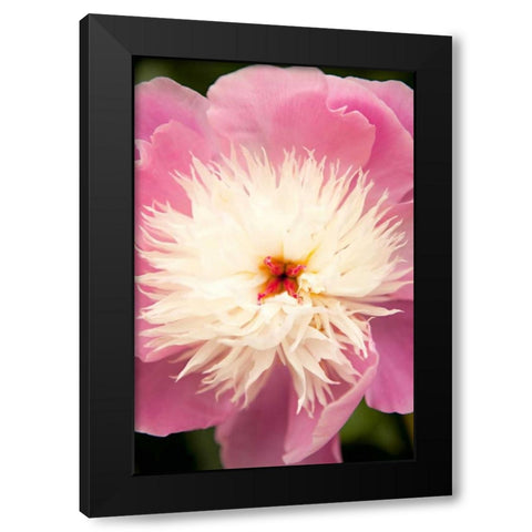 Pink and White Peony I Black Modern Wood Framed Art Print by Millet, Karyn