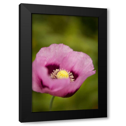 Purple Poppy I Black Modern Wood Framed Art Print by Millet, Karyn
