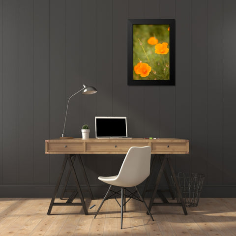 California Poppies II Black Modern Wood Framed Art Print by Millet, Karyn