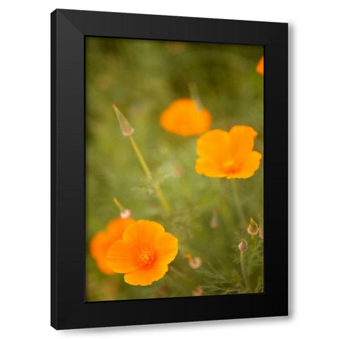California Poppies II Black Modern Wood Framed Art Print by Millet, Karyn
