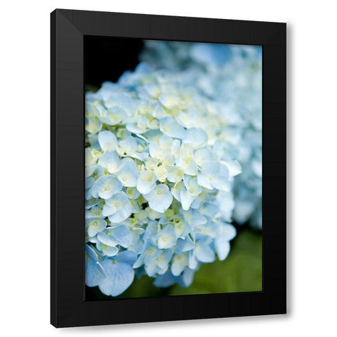 Hydrangeas IV Black Modern Wood Framed Art Print with Double Matting by Millet, Karyn