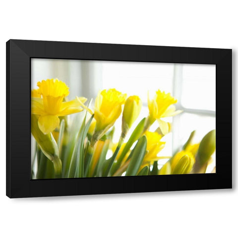 Leaning Daffodils Black Modern Wood Framed Art Print by Millet, Karyn