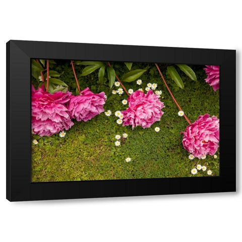 Garden Peonies I Black Modern Wood Framed Art Print with Double Matting by Millet, Karyn