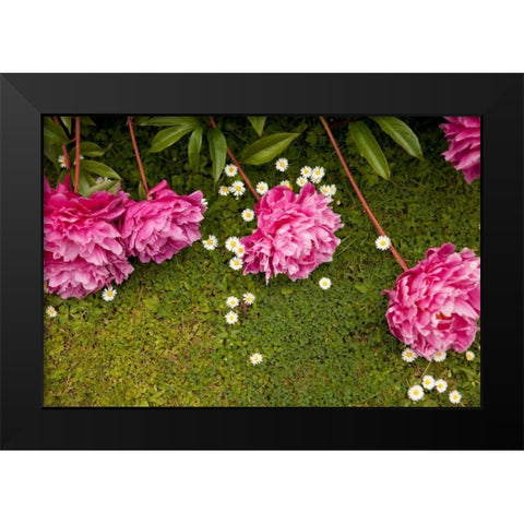 Garden Peonies I Black Modern Wood Framed Art Print by Millet, Karyn