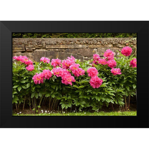 Garden Peonies II Black Modern Wood Framed Art Print by Millet, Karyn
