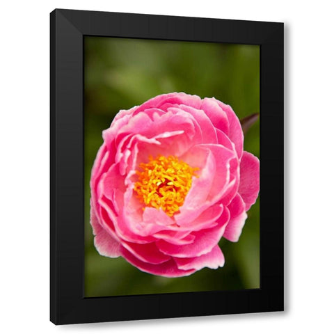 Pink Peony II Black Modern Wood Framed Art Print by Millet, Karyn