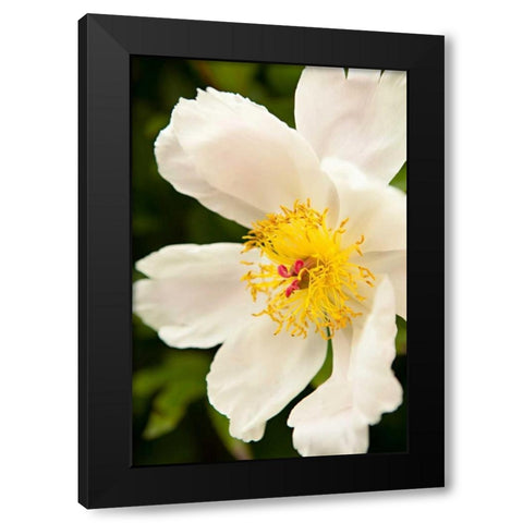 Peony Japonica I Black Modern Wood Framed Art Print by Millet, Karyn