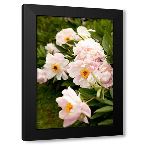 Peony Japonica II Black Modern Wood Framed Art Print with Double Matting by Millet, Karyn