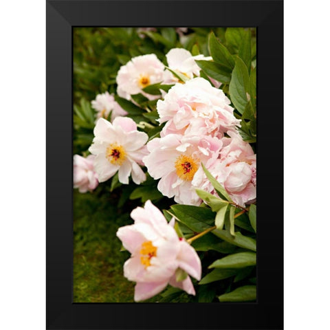 Peony Japonica II Black Modern Wood Framed Art Print by Millet, Karyn
