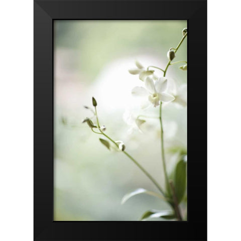 White Orchid II Black Modern Wood Framed Art Print by Millet, Karyn