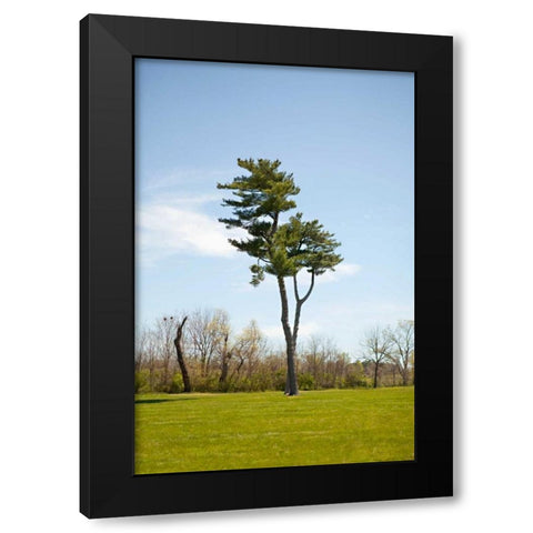Tree II Black Modern Wood Framed Art Print with Double Matting by Millet, Karyn
