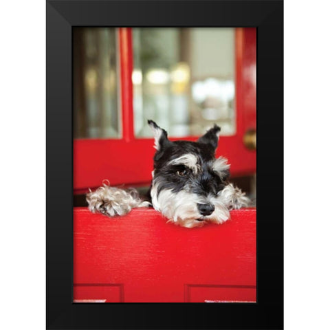 A Dogs Life I Black Modern Wood Framed Art Print by Millet, Karyn