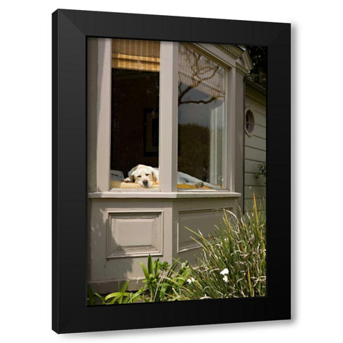A Dogs Life III Black Modern Wood Framed Art Print with Double Matting by Millet, Karyn