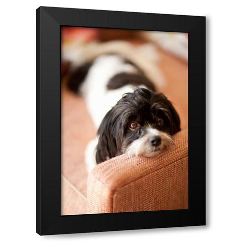 A Dogs Life V Black Modern Wood Framed Art Print with Double Matting by Millet, Karyn