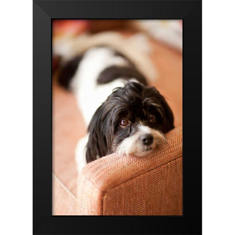 A Dogs Life V Black Modern Wood Framed Art Print by Millet, Karyn