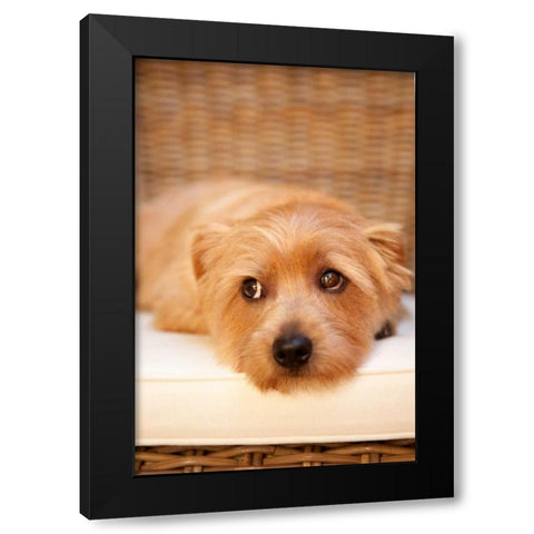 A Dogs Life VI Black Modern Wood Framed Art Print with Double Matting by Millet, Karyn