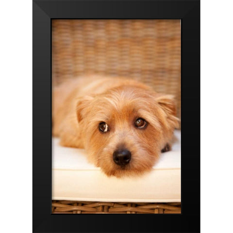 A Dogs Life VI Black Modern Wood Framed Art Print by Millet, Karyn