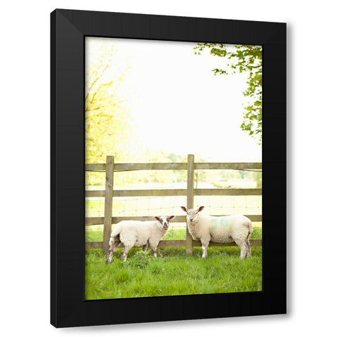 Pasture Sheep I Black Modern Wood Framed Art Print with Double Matting by Millet, Karyn