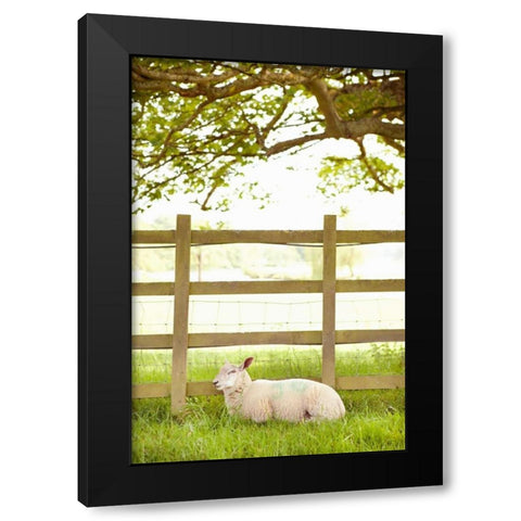 Pasture Sheep II Black Modern Wood Framed Art Print with Double Matting by Millet, Karyn