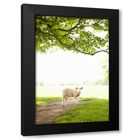 Pasture Sheep III Black Modern Wood Framed Art Print with Double Matting by Millet, Karyn