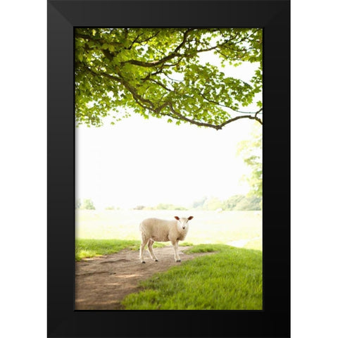 Pasture Sheep III Black Modern Wood Framed Art Print by Millet, Karyn