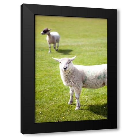 Pasture Sheep IV Black Modern Wood Framed Art Print by Millet, Karyn