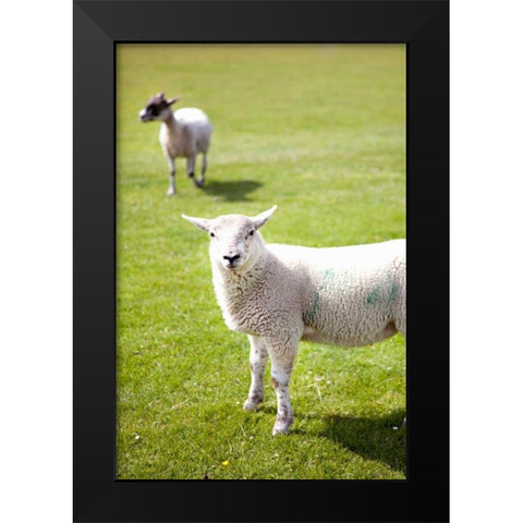 Pasture Sheep IV Black Modern Wood Framed Art Print by Millet, Karyn