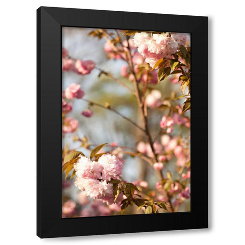 Spring Blossoms V Black Modern Wood Framed Art Print by Millet, Karyn
