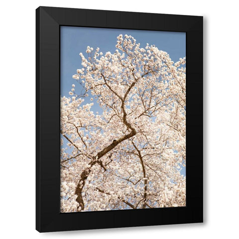 In Bloom II Black Modern Wood Framed Art Print with Double Matting by Millet, Karyn