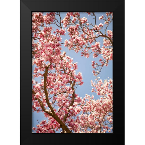 In Bloom V Black Modern Wood Framed Art Print by Millet, Karyn