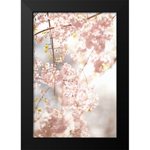 Soft Blooms V Black Modern Wood Framed Art Print by Millet, Karyn