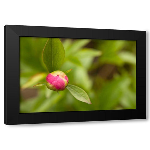 Macro Bloom IV Black Modern Wood Framed Art Print by Millet, Karyn