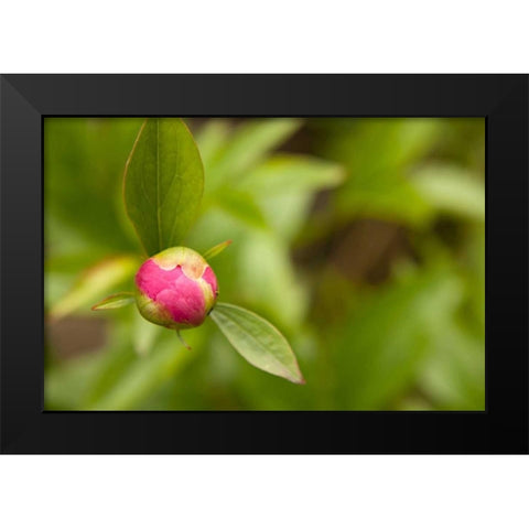 Macro Bloom IV Black Modern Wood Framed Art Print by Millet, Karyn