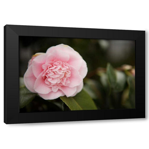 Macro Bloom V Black Modern Wood Framed Art Print by Millet, Karyn